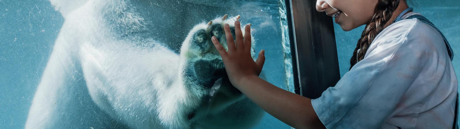 Grünes Konto Eisbär Hand Mädchen