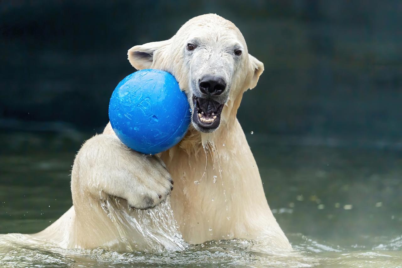 Eisbär spielt mit Ball
