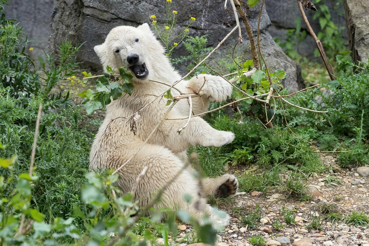 Eisbär im Grünen