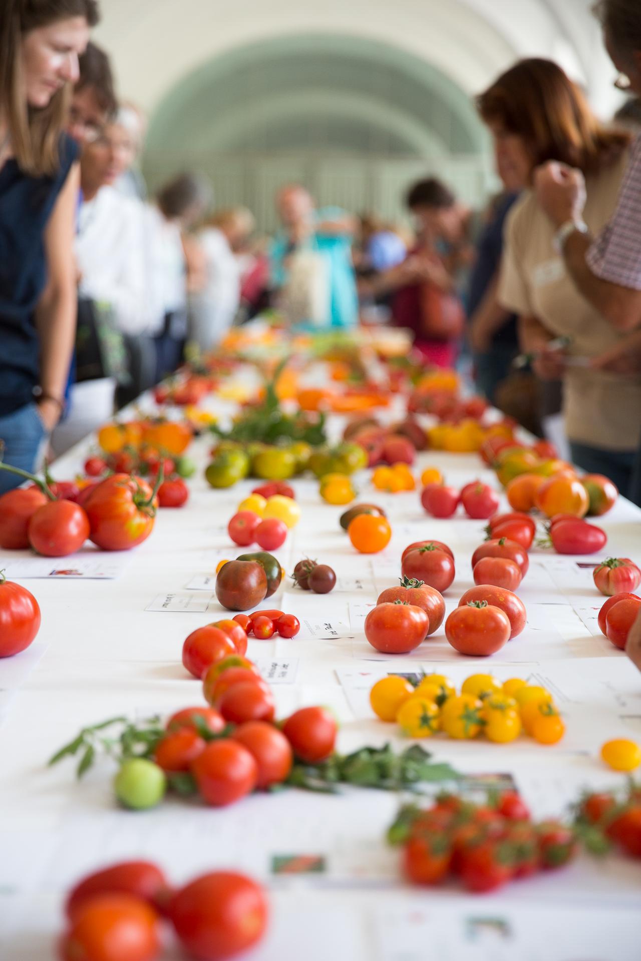 Vielfalt der Tomaten