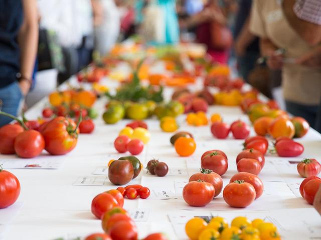 Vielfalt der Tomaten