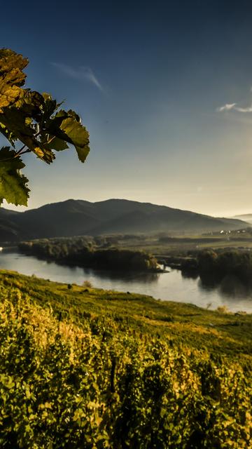 Sonne über der Wachau, die Donau schlängelt sich durch die Hügellandschaft, im Vordergrund ein Weinstock