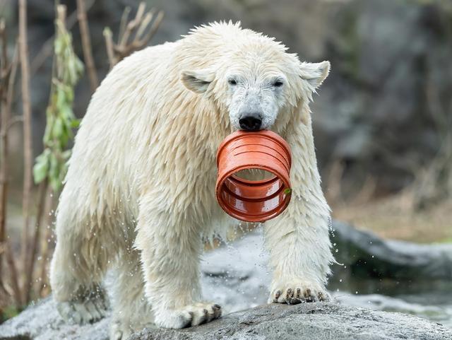 Eisbär mit Spielzeug