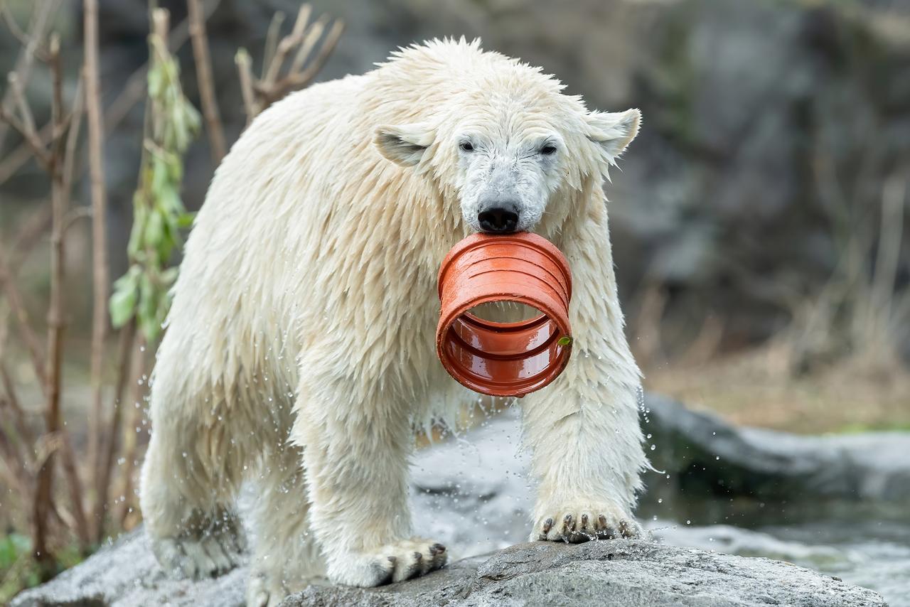 Eisbär mit Spielzeug