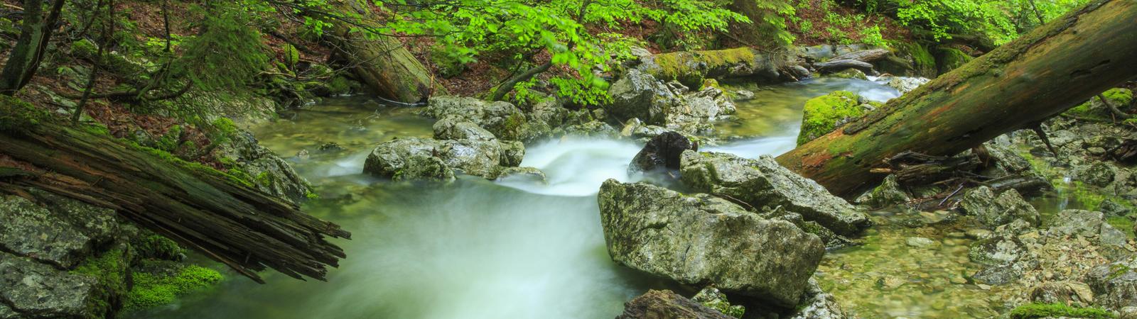 Foto vom Wildnisgebiet Urwald