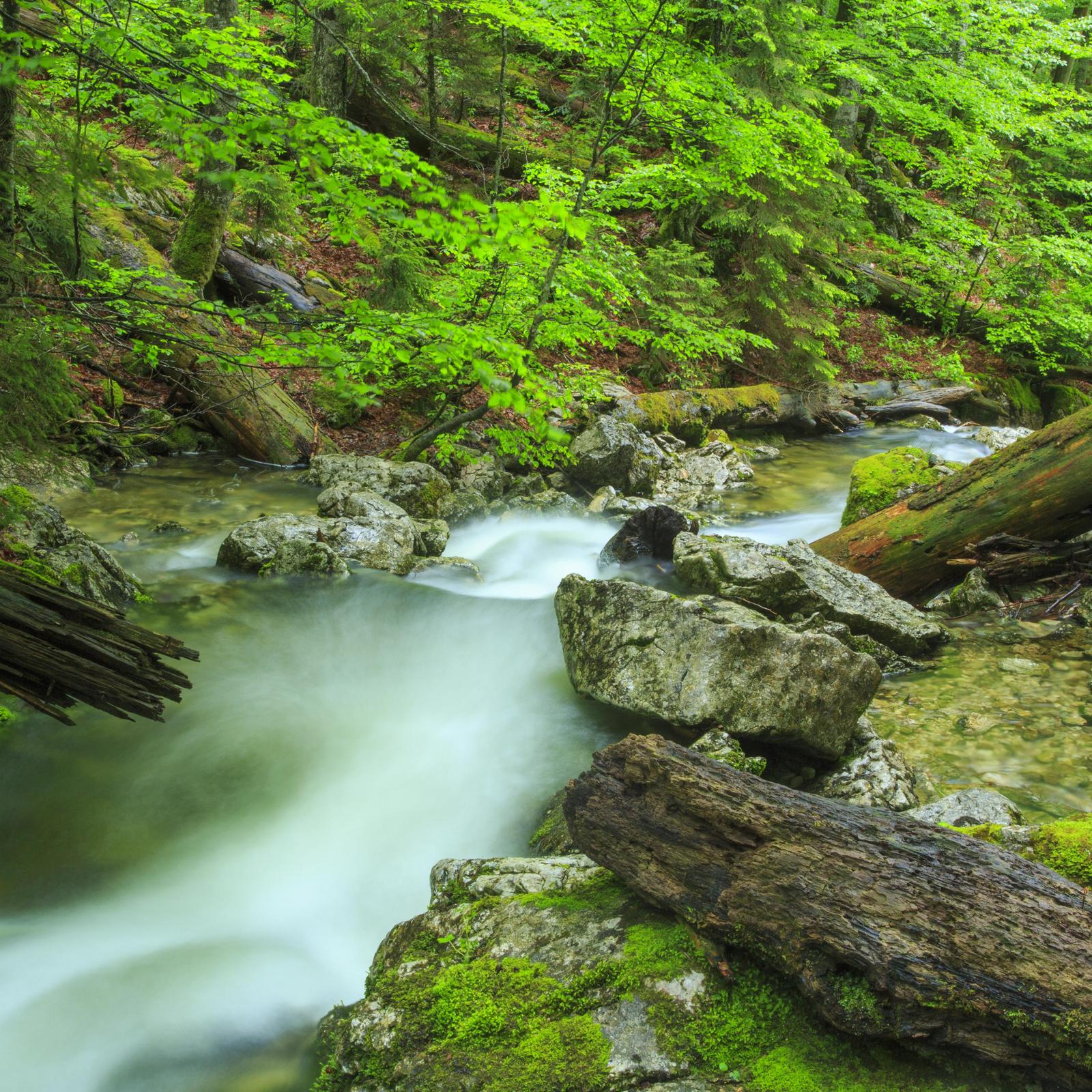 Foto Wildnisgebiet
