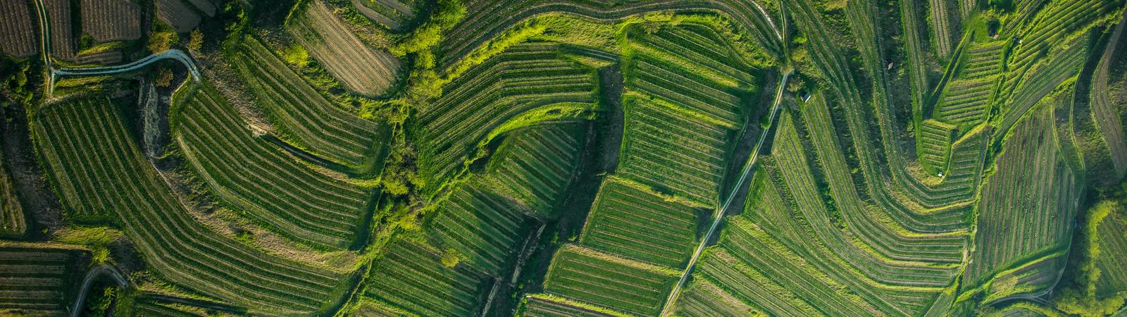 Bannerbild Präsentationen