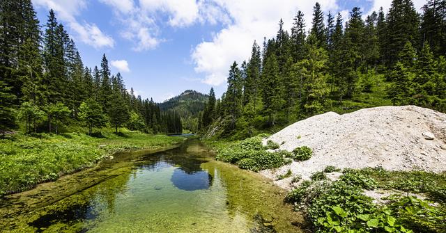 Foto eines Urwalds mit einem unberührten, klaren Bach in der Mitte und rechts einem großen Stein.