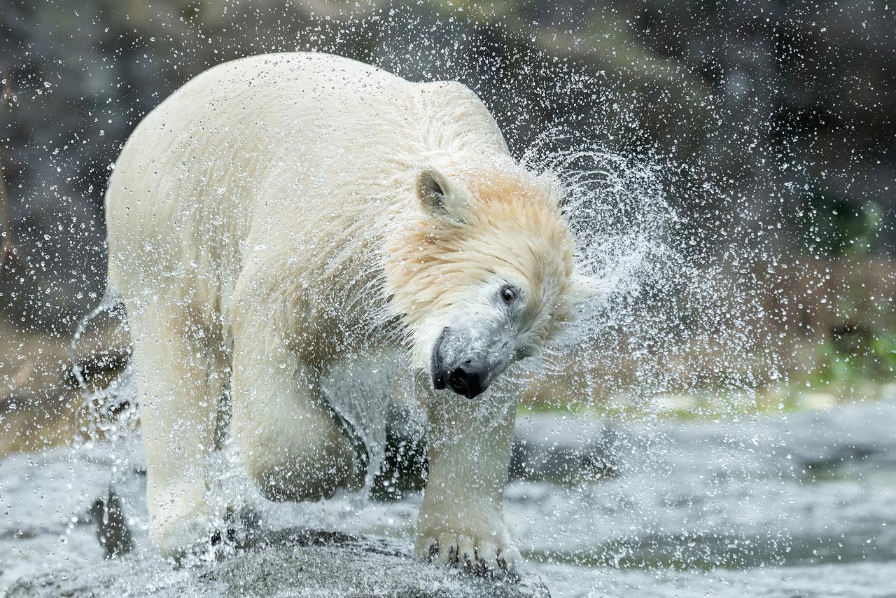 Eisbär schüttelt sich