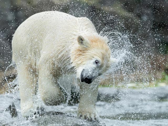 Eisbär schüttelt sich