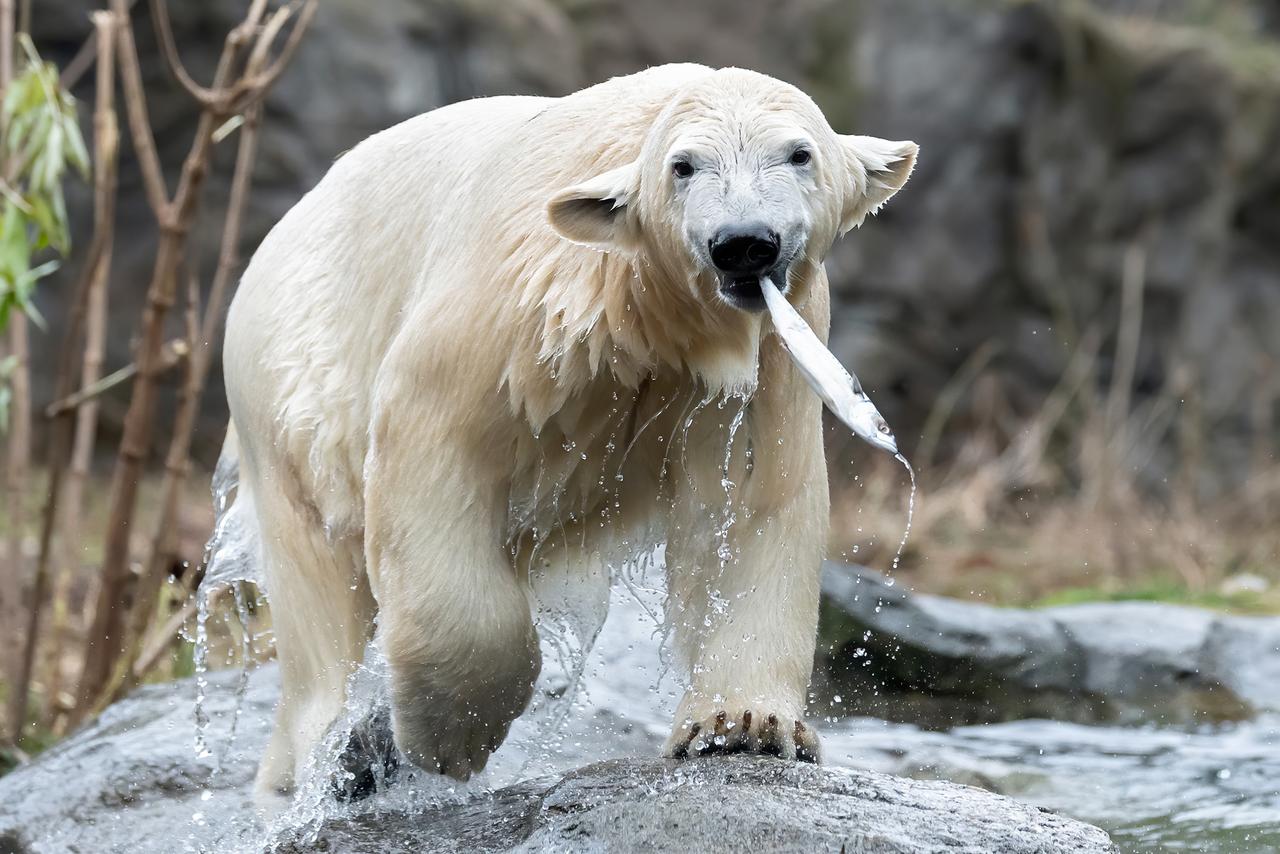 Eisbär mit Fisch